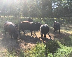 Vleespakket Belted Galloway ±15 kg