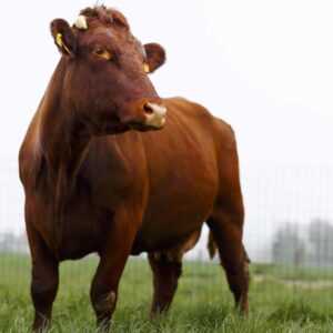 Vleespakket West-Vlaams rood rund ± 5,8 kg