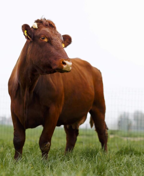 Vleespakket West-Vlaams rood rund ± 5,8 kg